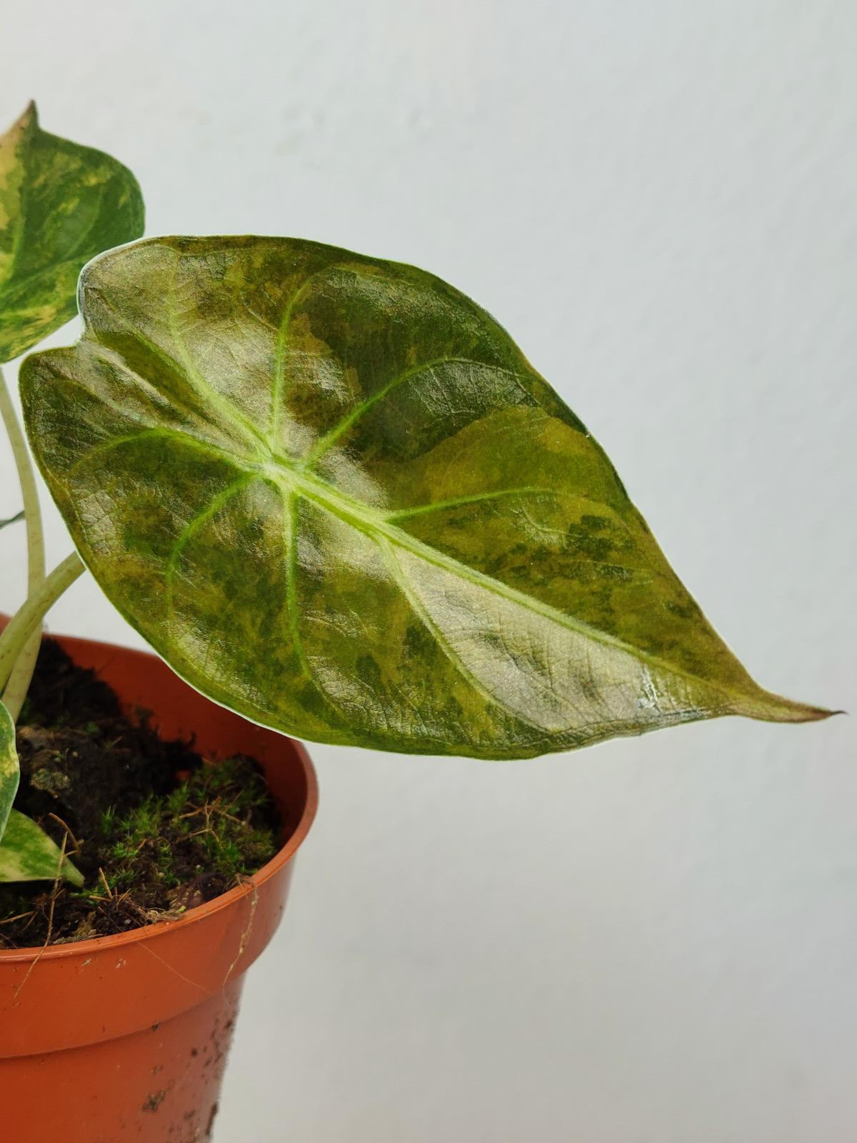 Alocasia Wentii Aurea Sunset