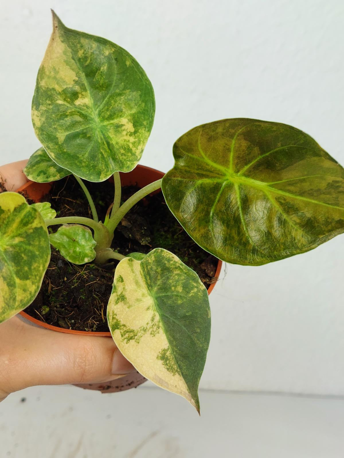 Alocasia Wentii Aurea Sunset