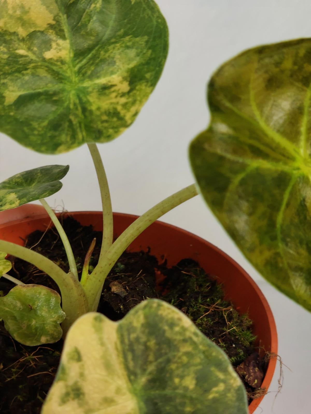 Alocasia Wentii Aurea Sunset