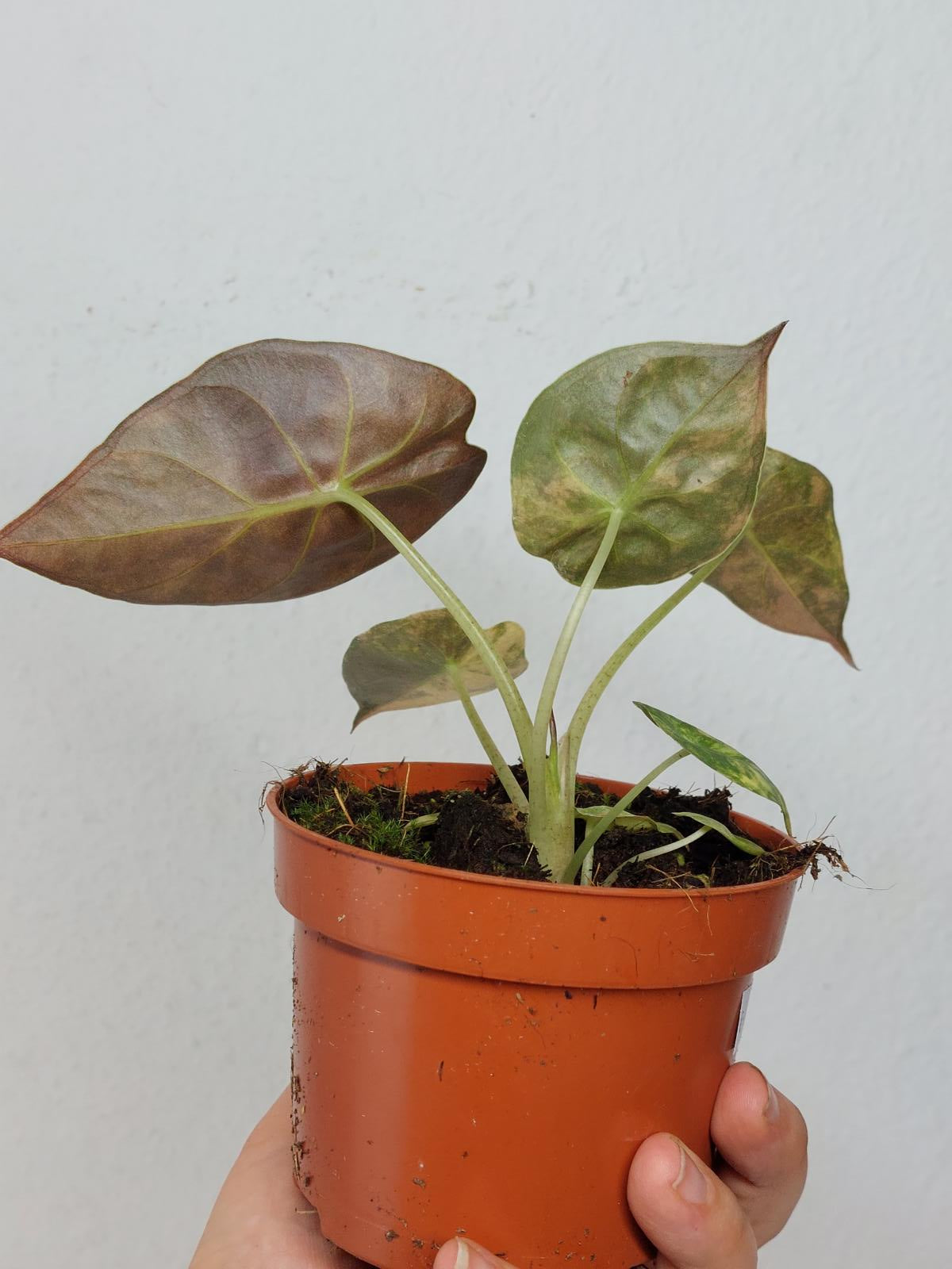 Alocasia Wentii Aurea Sunset