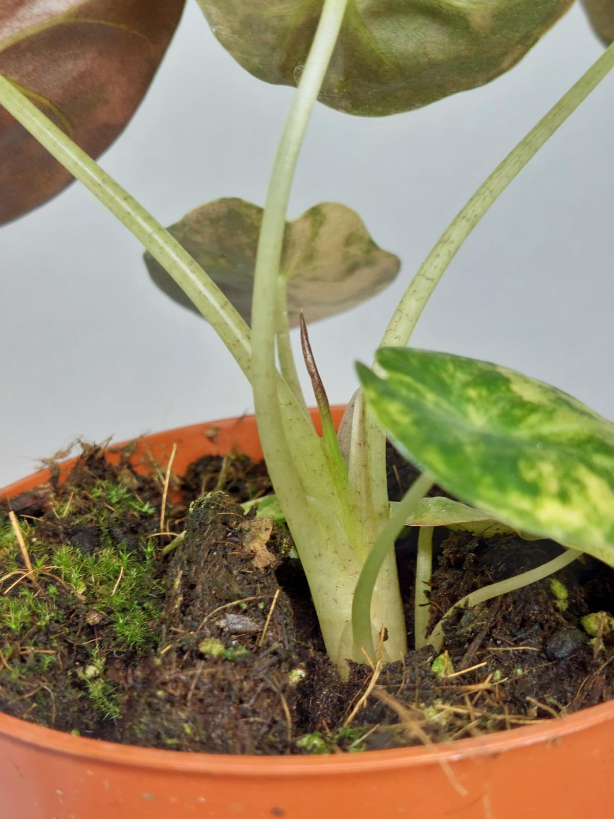 Alocasia Wentii Aurea Sunset