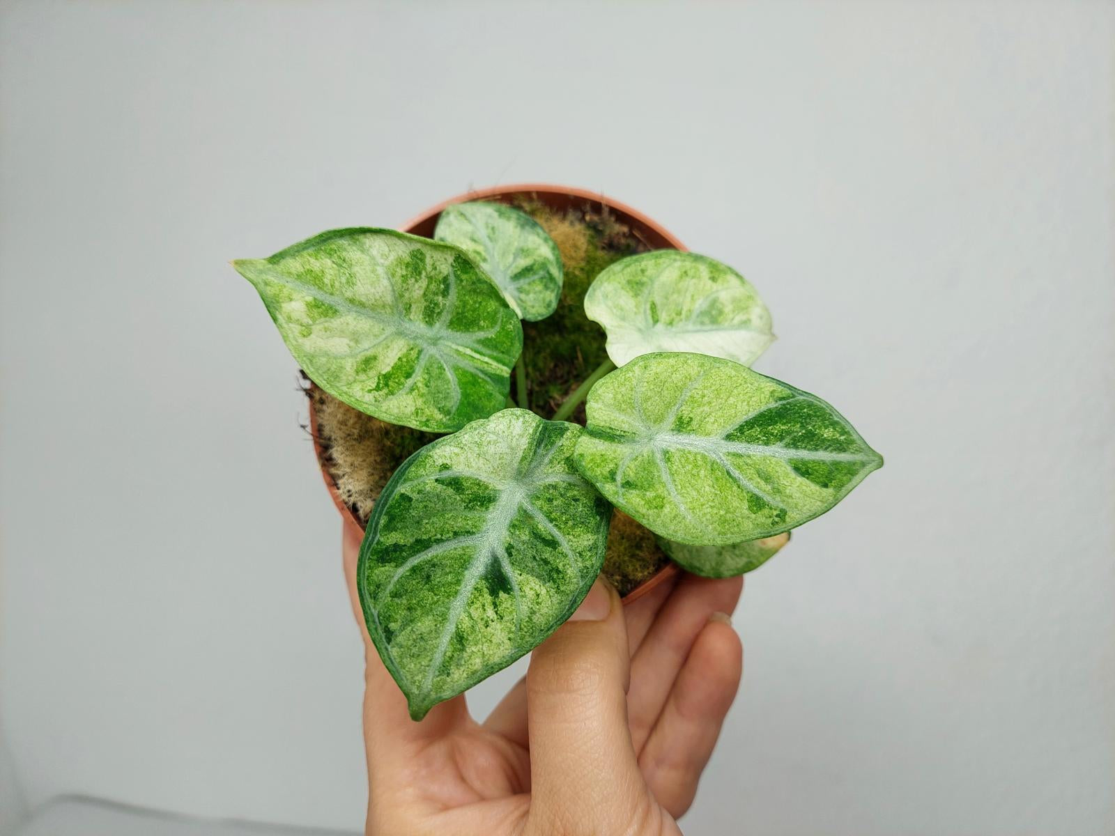 Alocasia Ninja Tricolor