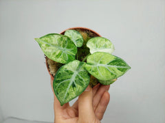 Alocasia Ninja Tricolor
