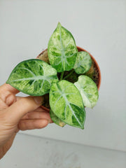 Alocasia Ninja Tricolor