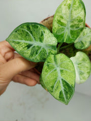 Alocasia Ninja Tricolor