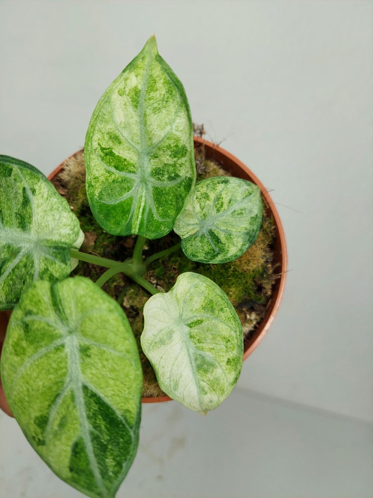 Alocasia Ninja Tricolor