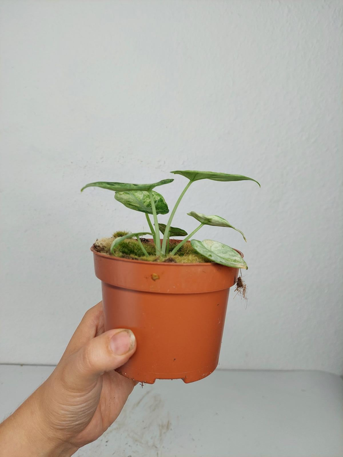 Alocasia Ninja Tricolor