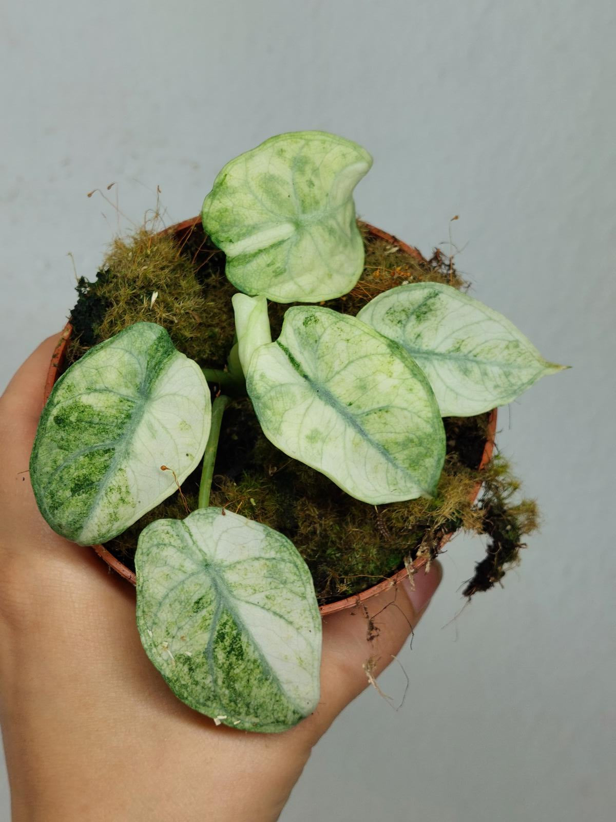 Alocasia Ninja Tricolor