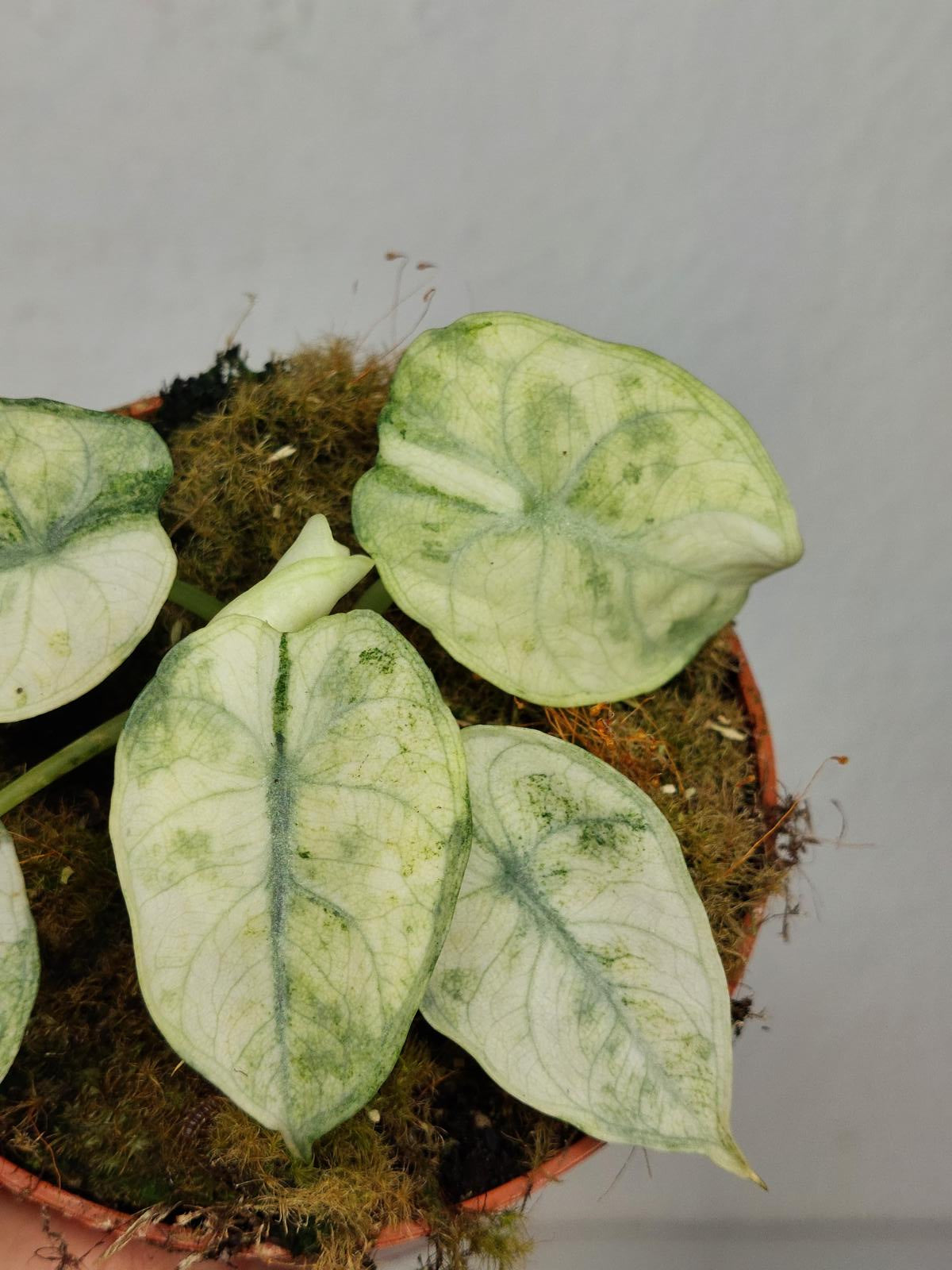 Alocasia Ninja Tricolor