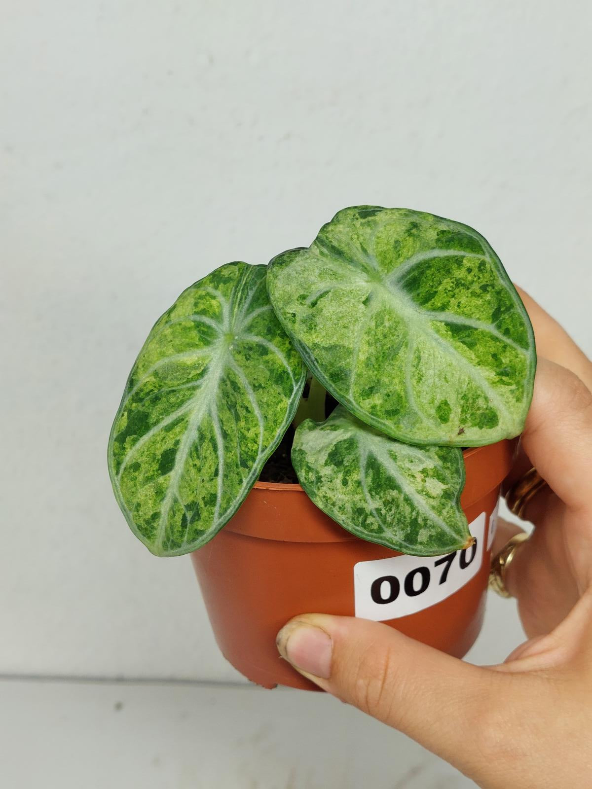 Alocasia Ninja Tricolor