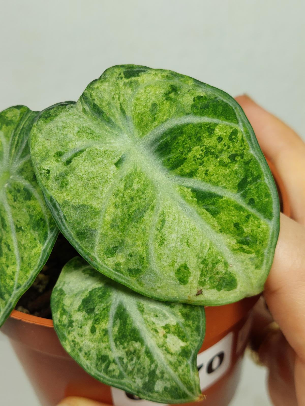 Alocasia Ninja Tricolor
