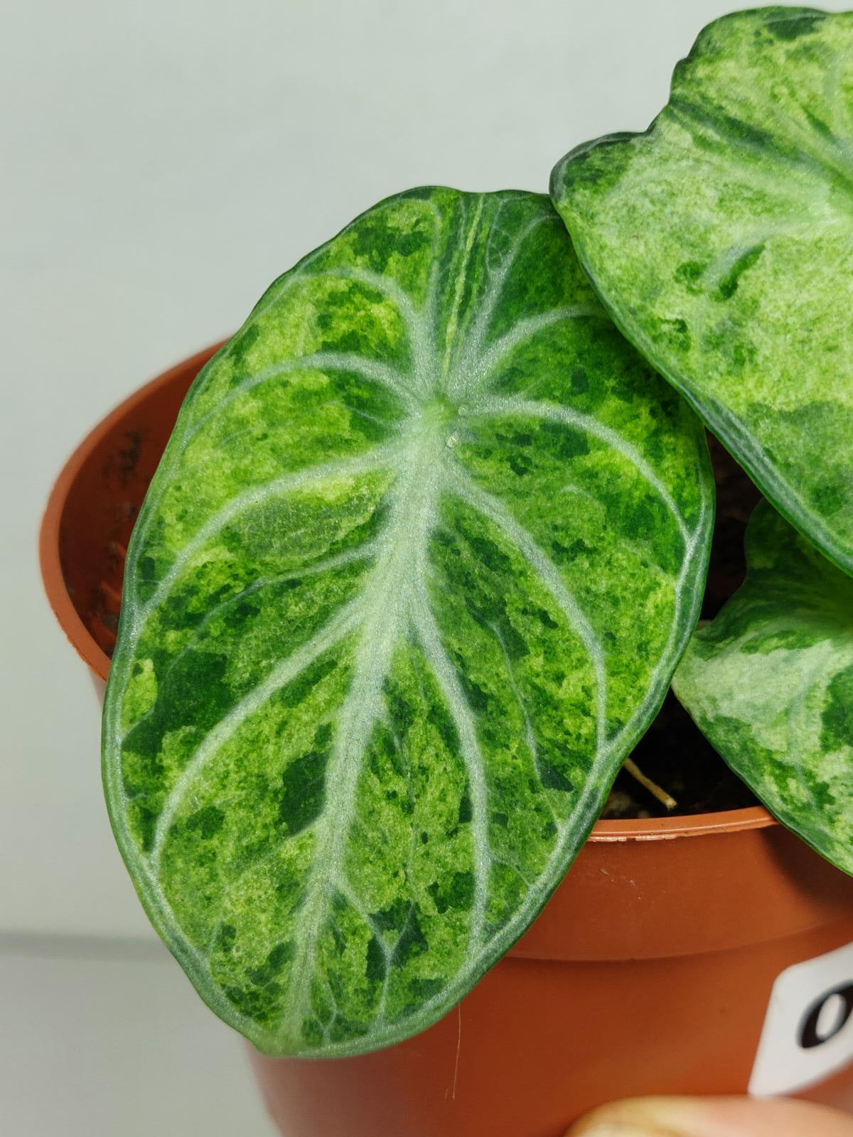 Alocasia Ninja Tricolor