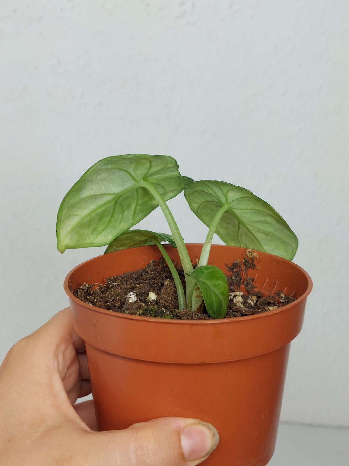 Alocasia Ninja Tricolor
