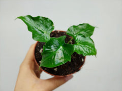 Alocasia Frydek Tattoo