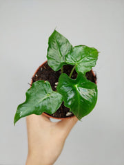 Alocasia Frydek Tattoo