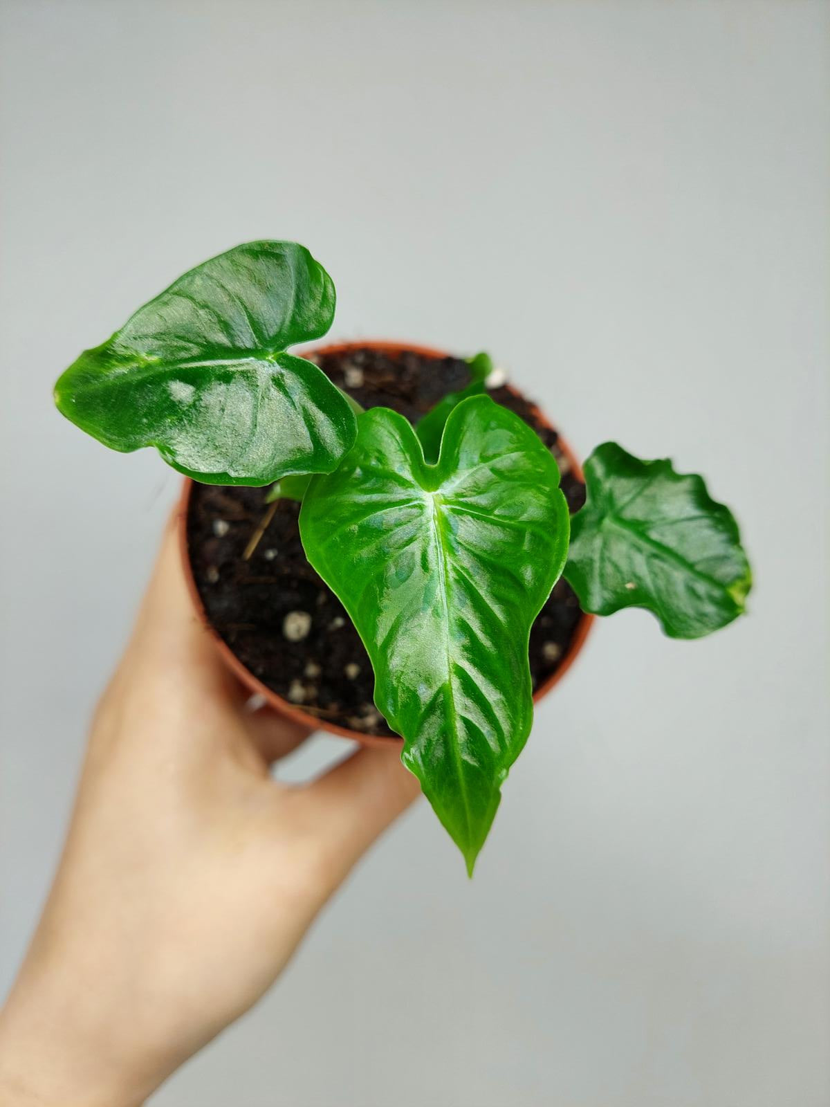Alocasia Frydek Tattoo