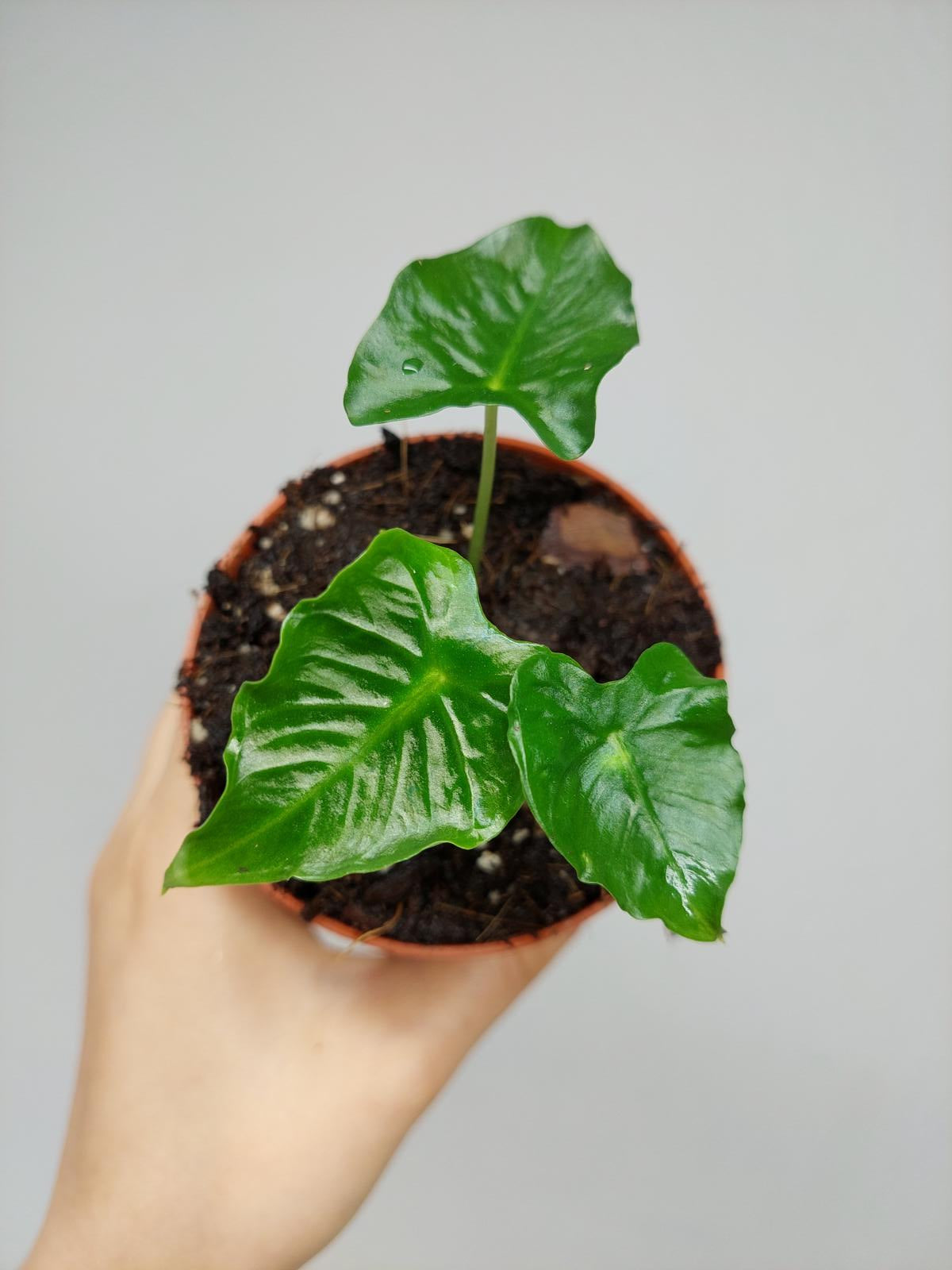 Alocasia Frydek Tattoo