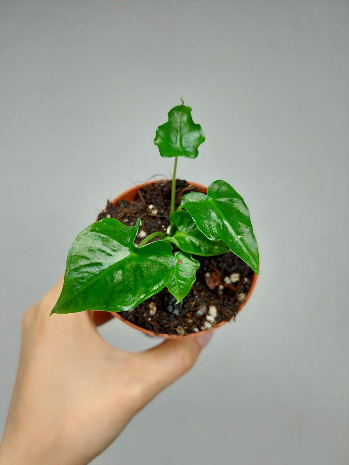 Alocasia Frydek Tattoo