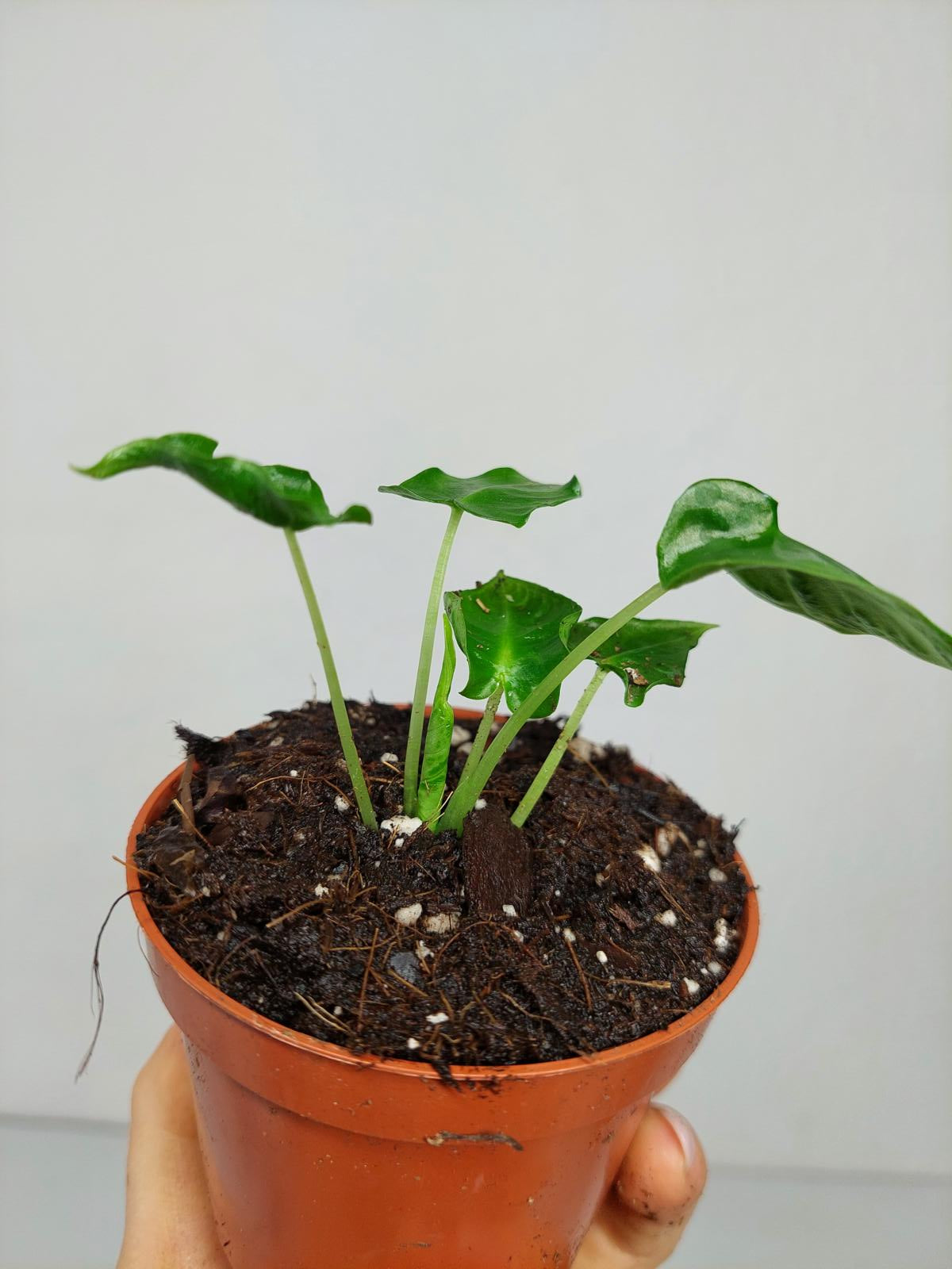 Alocasia Frydek Tattoo