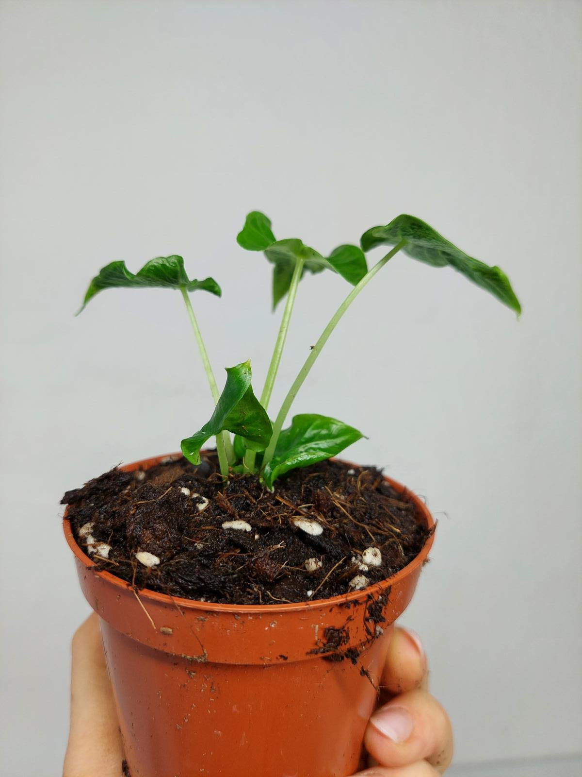 Alocasia Frydek Tattoo