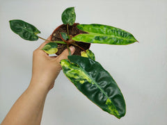 Philodendron Billietiae Variegata
