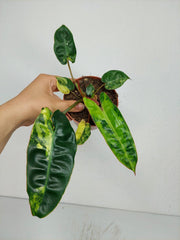 Philodendron Billietiae Variegata
