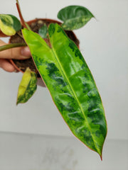 Philodendron Billietiae Variegata