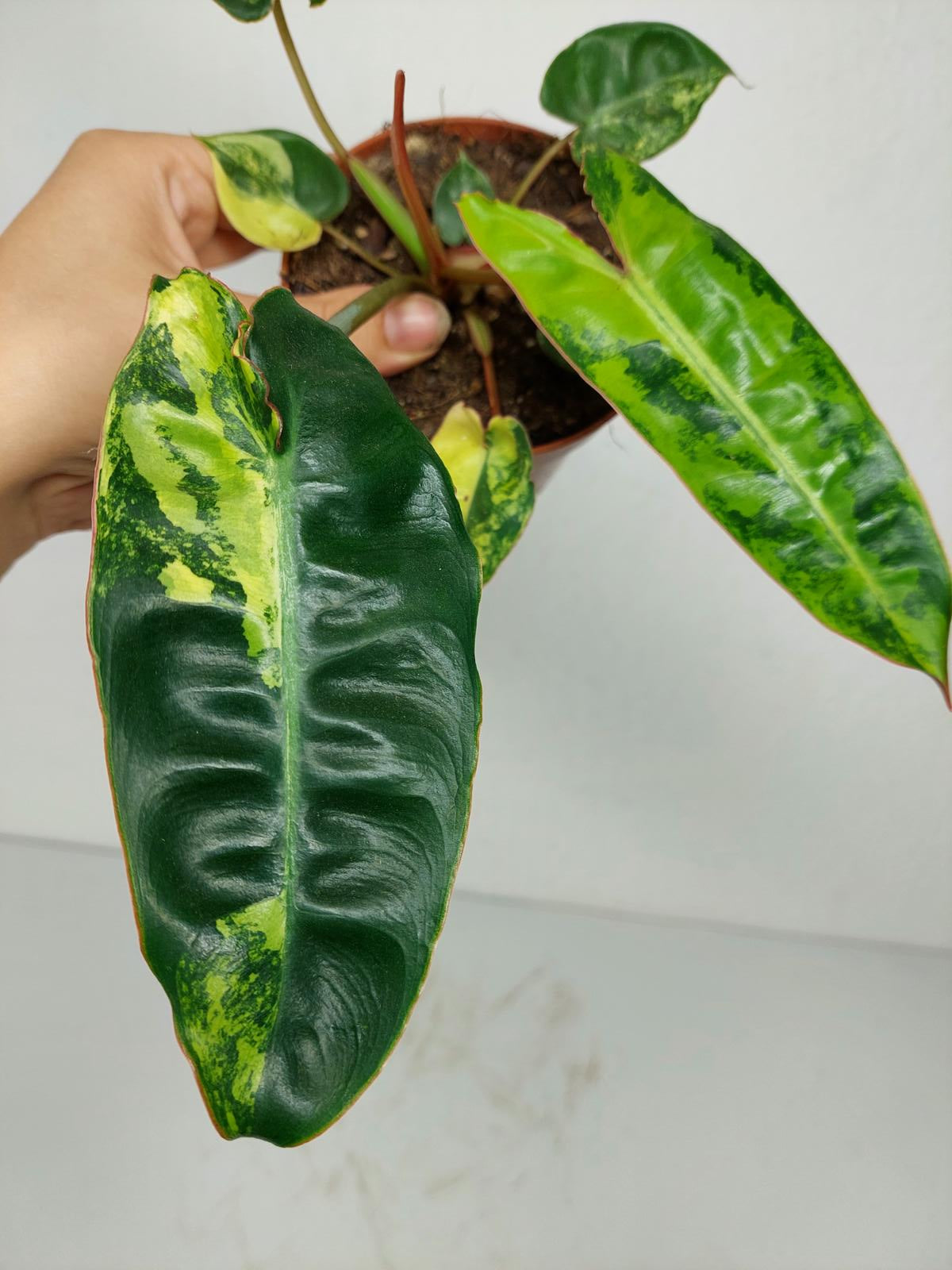 Philodendron Billietiae Variegata