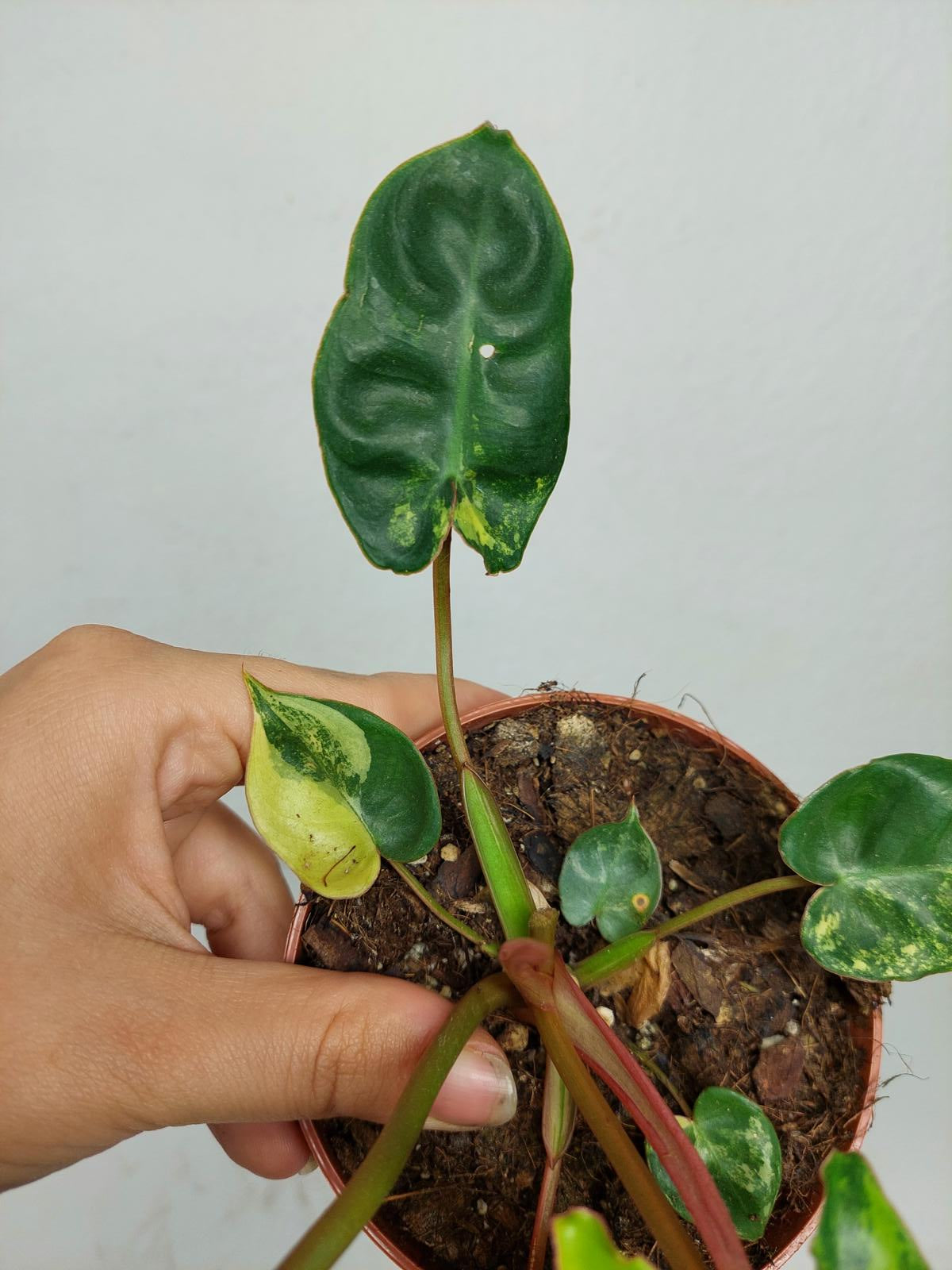 Philodendron Billietiae Variegata