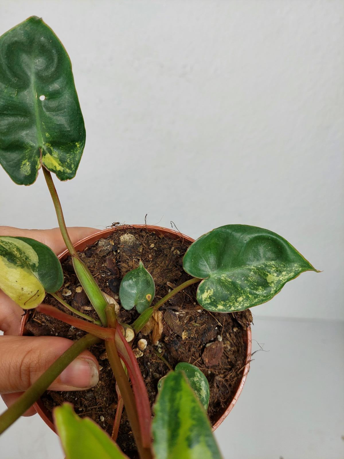 Philodendron Billietiae Variegata
