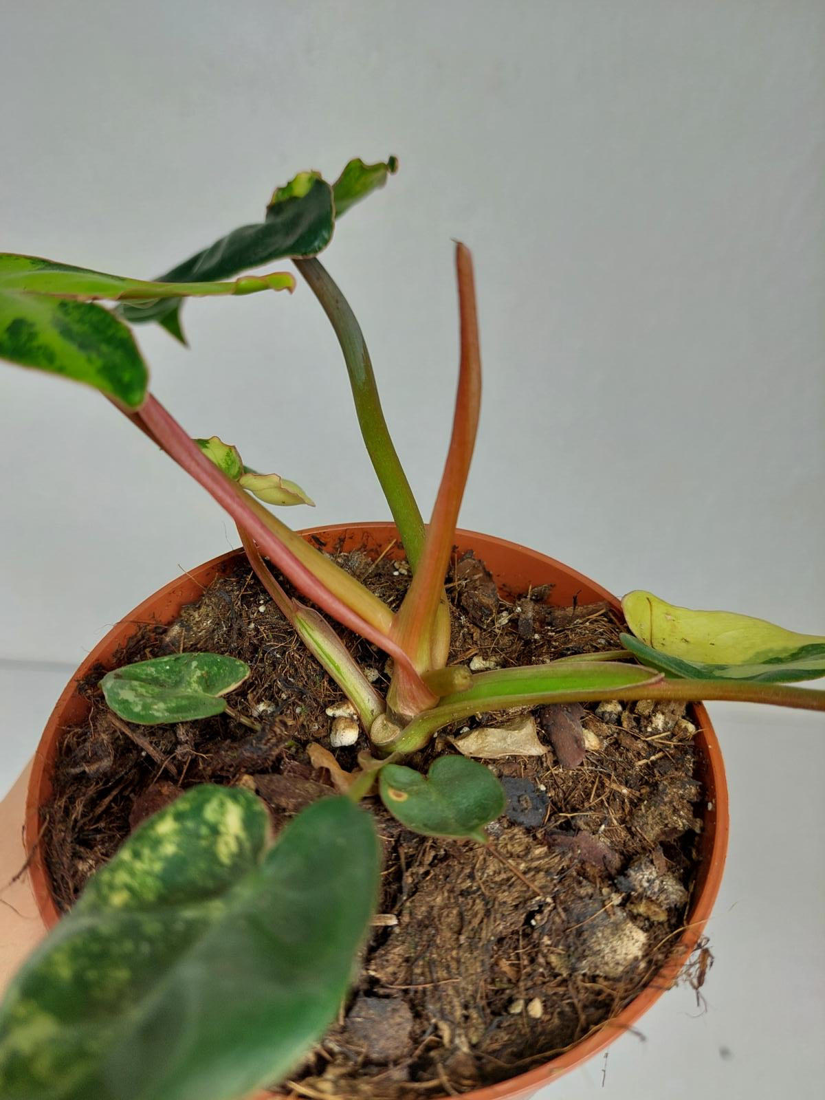 Philodendron Billietiae Variegata