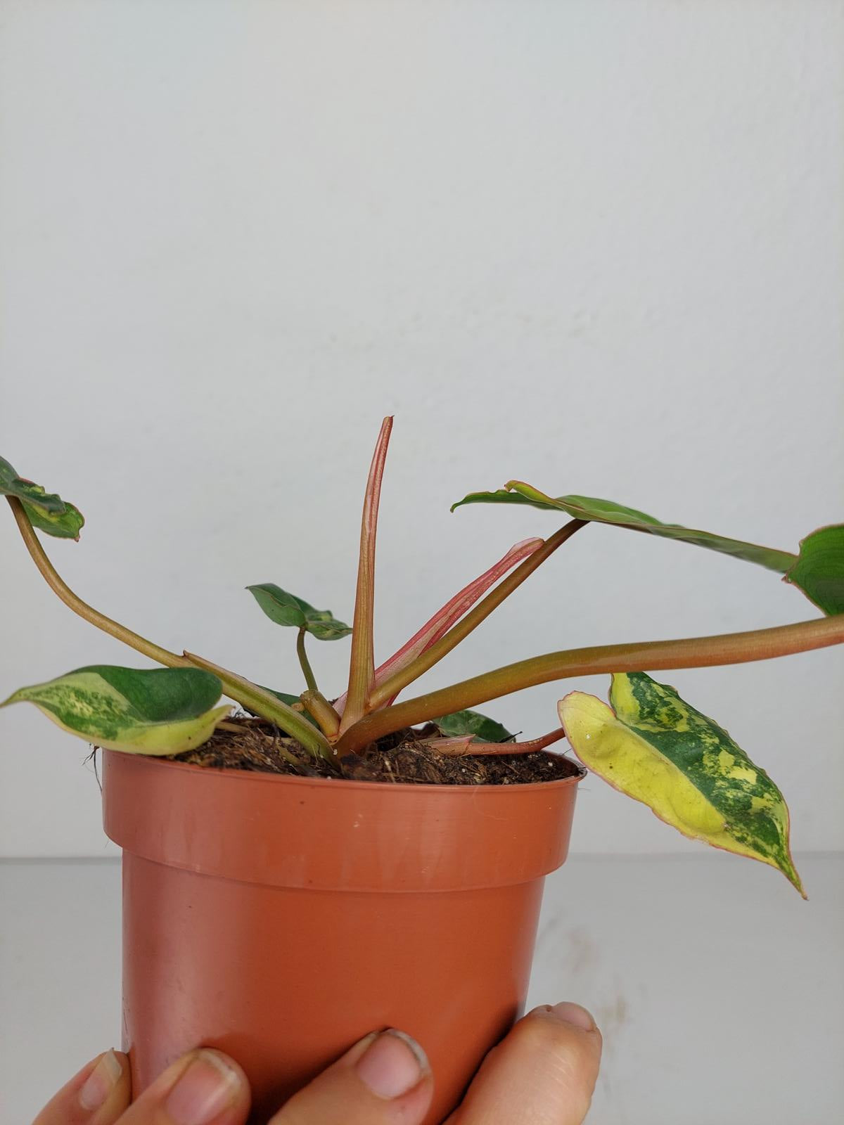 Philodendron Billietiae Variegata