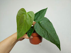 Anthurium Queen of Hearts