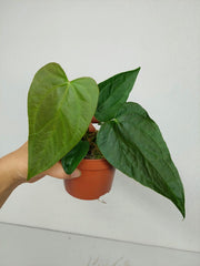 Anthurium Queen of Hearts