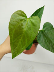 Anthurium Queen of Hearts