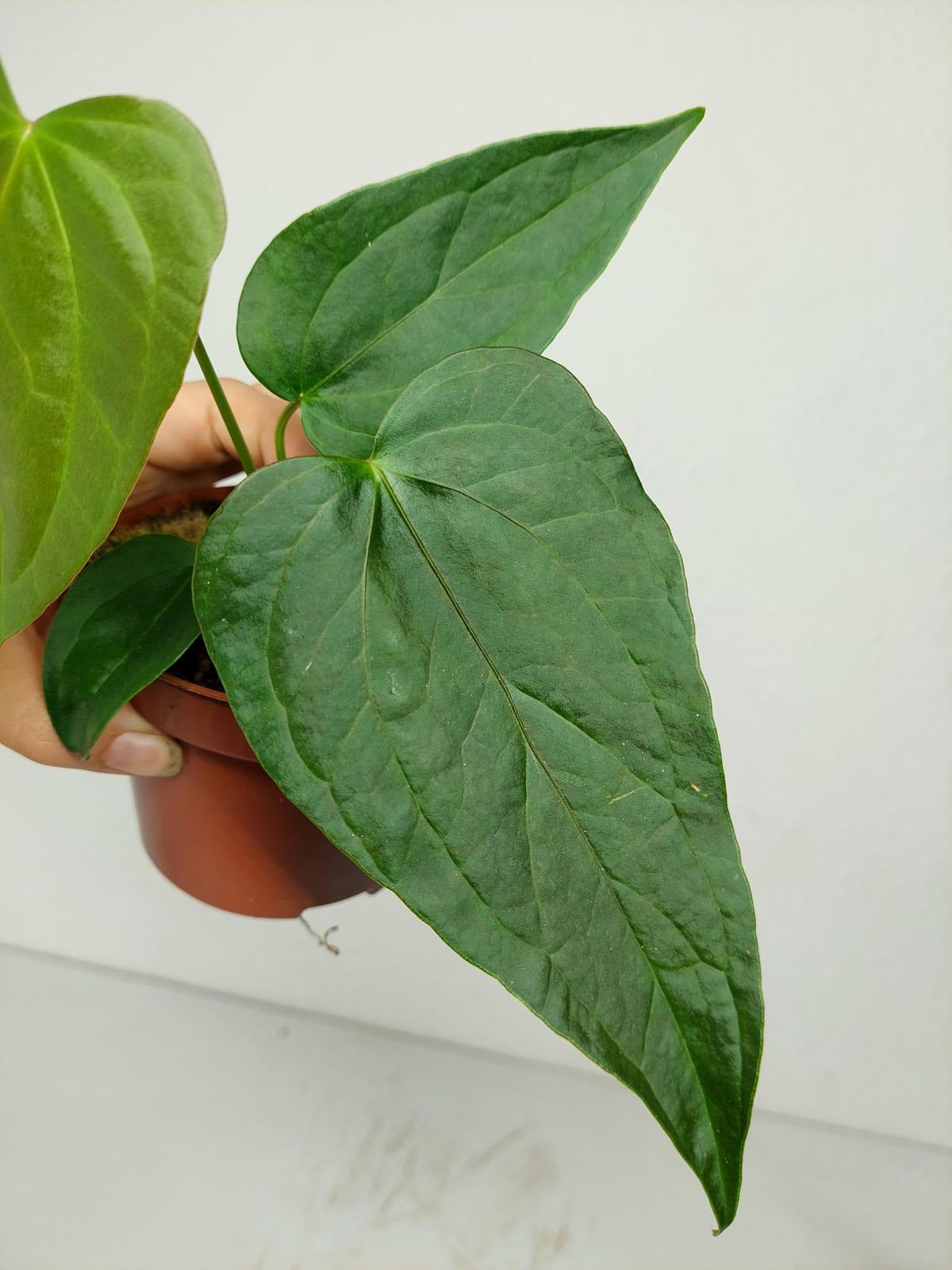 Anthurium Queen of Hearts