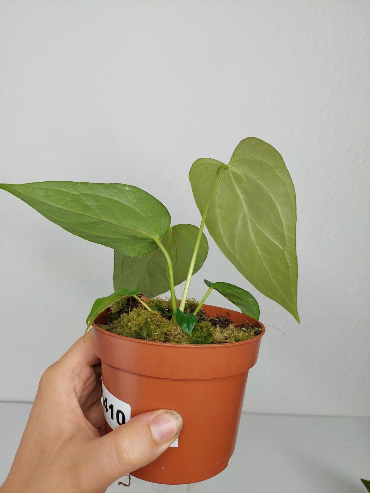 Anthurium Queen of Hearts