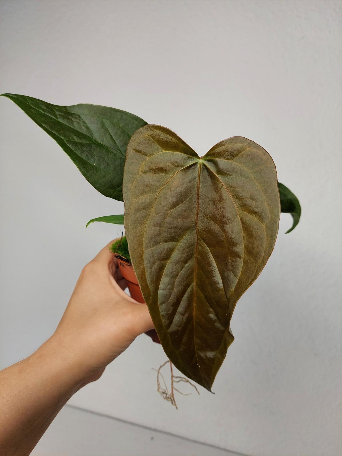Anthurium Queen of Hearts