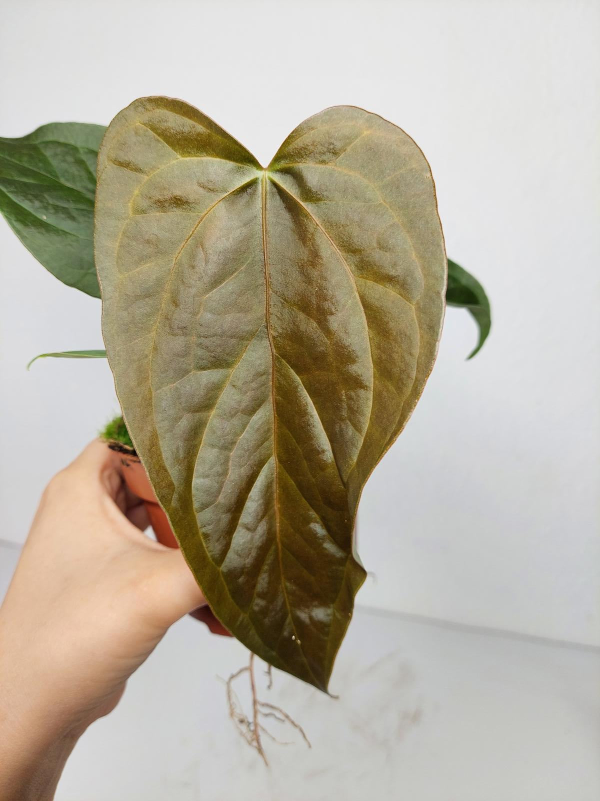 Anthurium Queen of Hearts