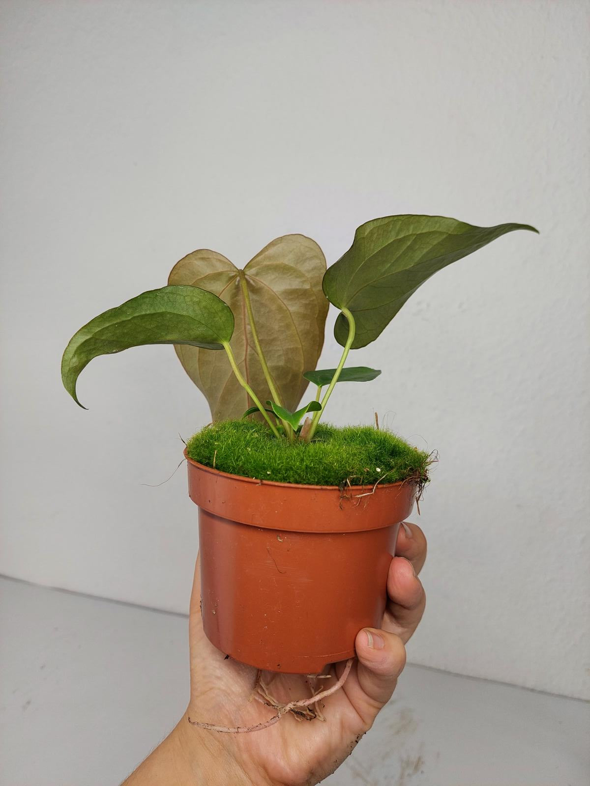 Anthurium Queen of Hearts