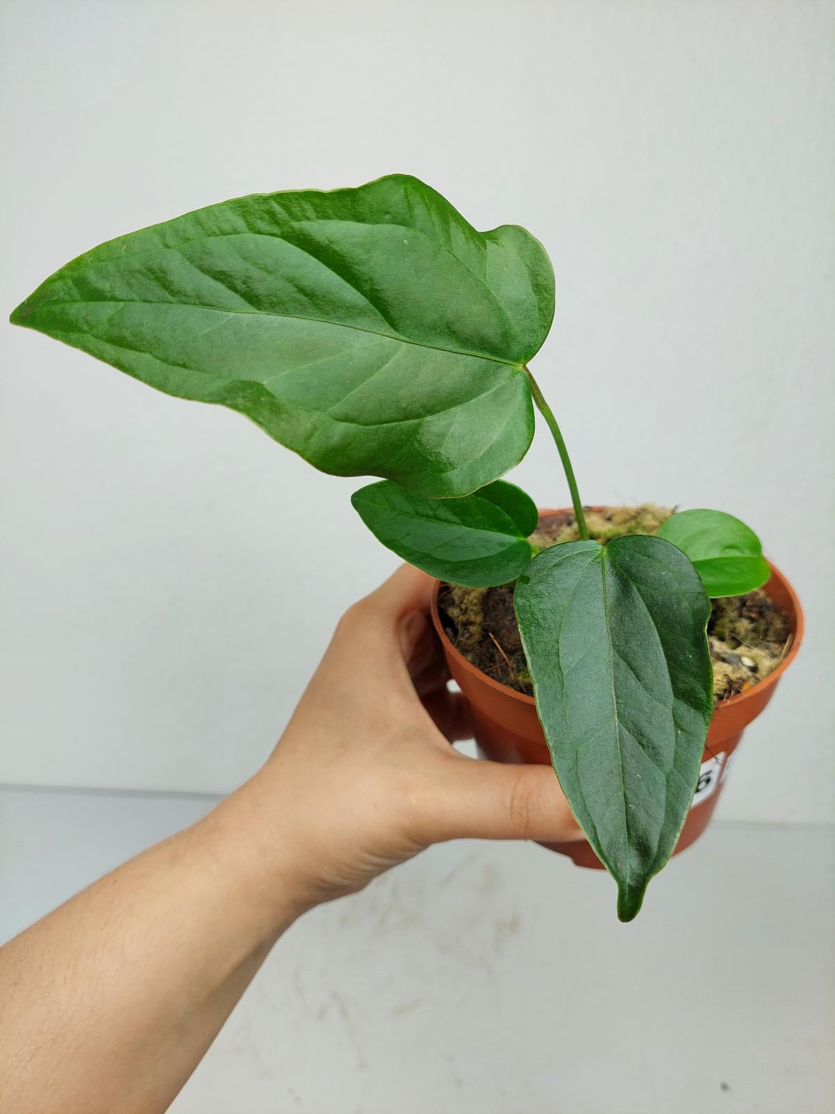 Anthurium Queen of Hearts