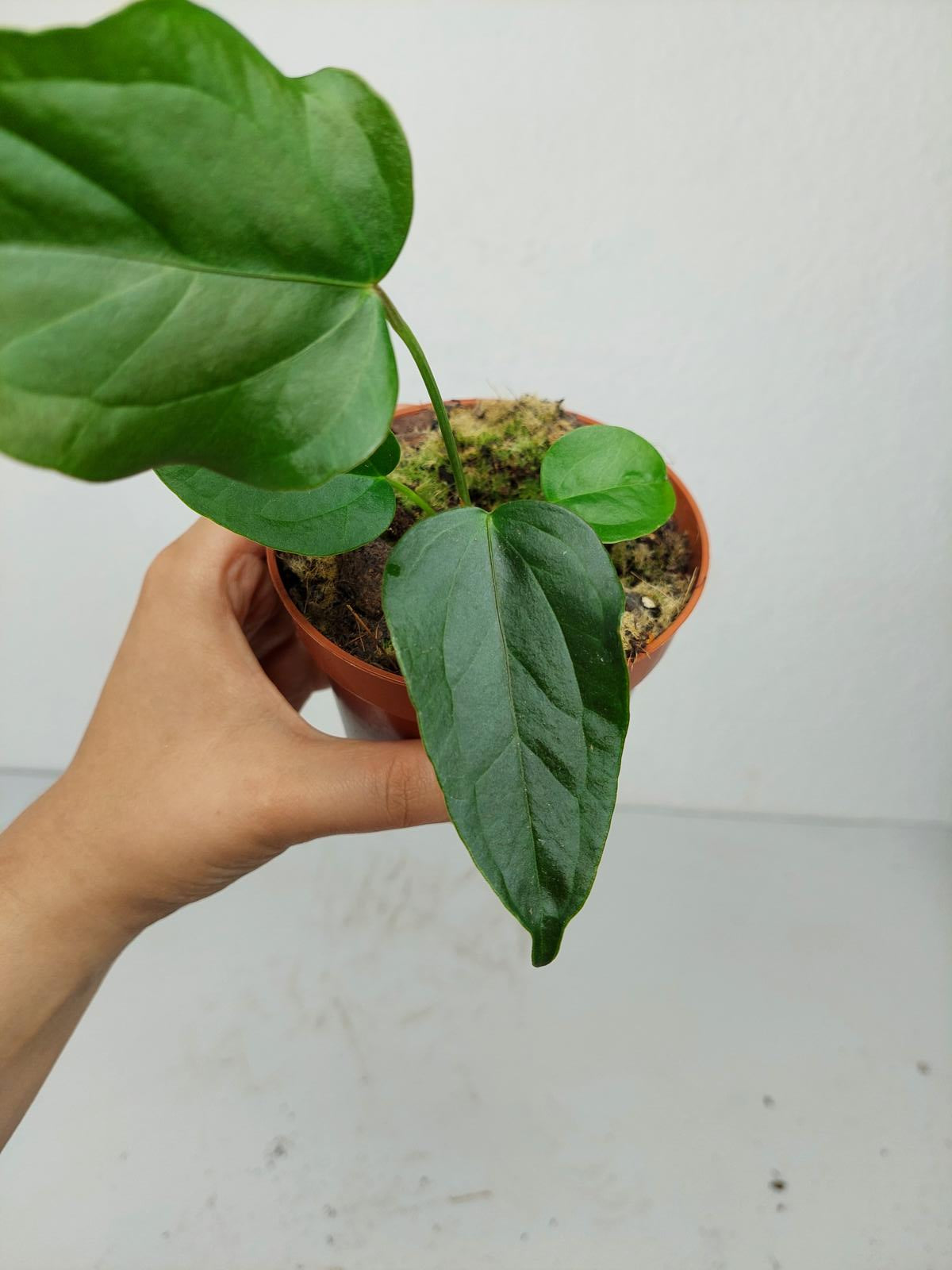Anthurium Queen of Hearts