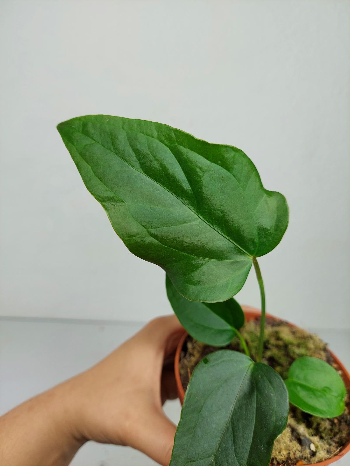 Anthurium Queen of Hearts