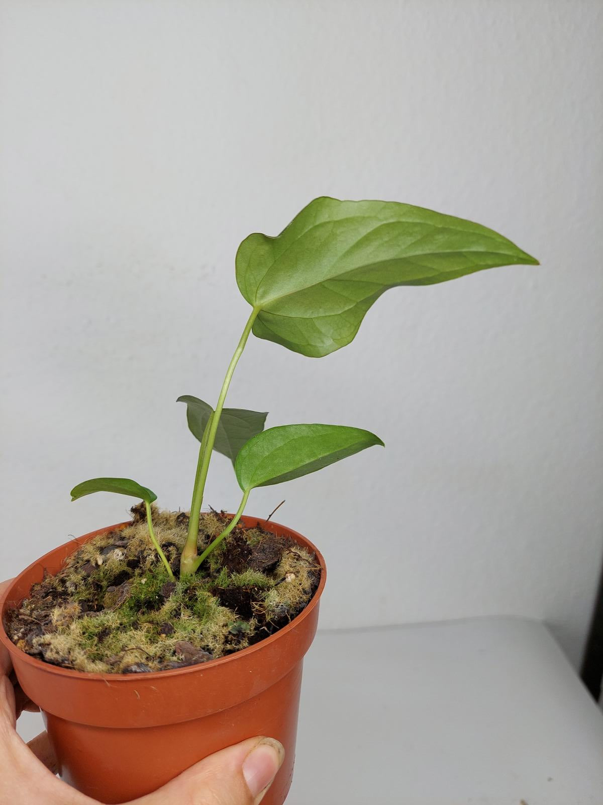 Anthurium Queen of Hearts