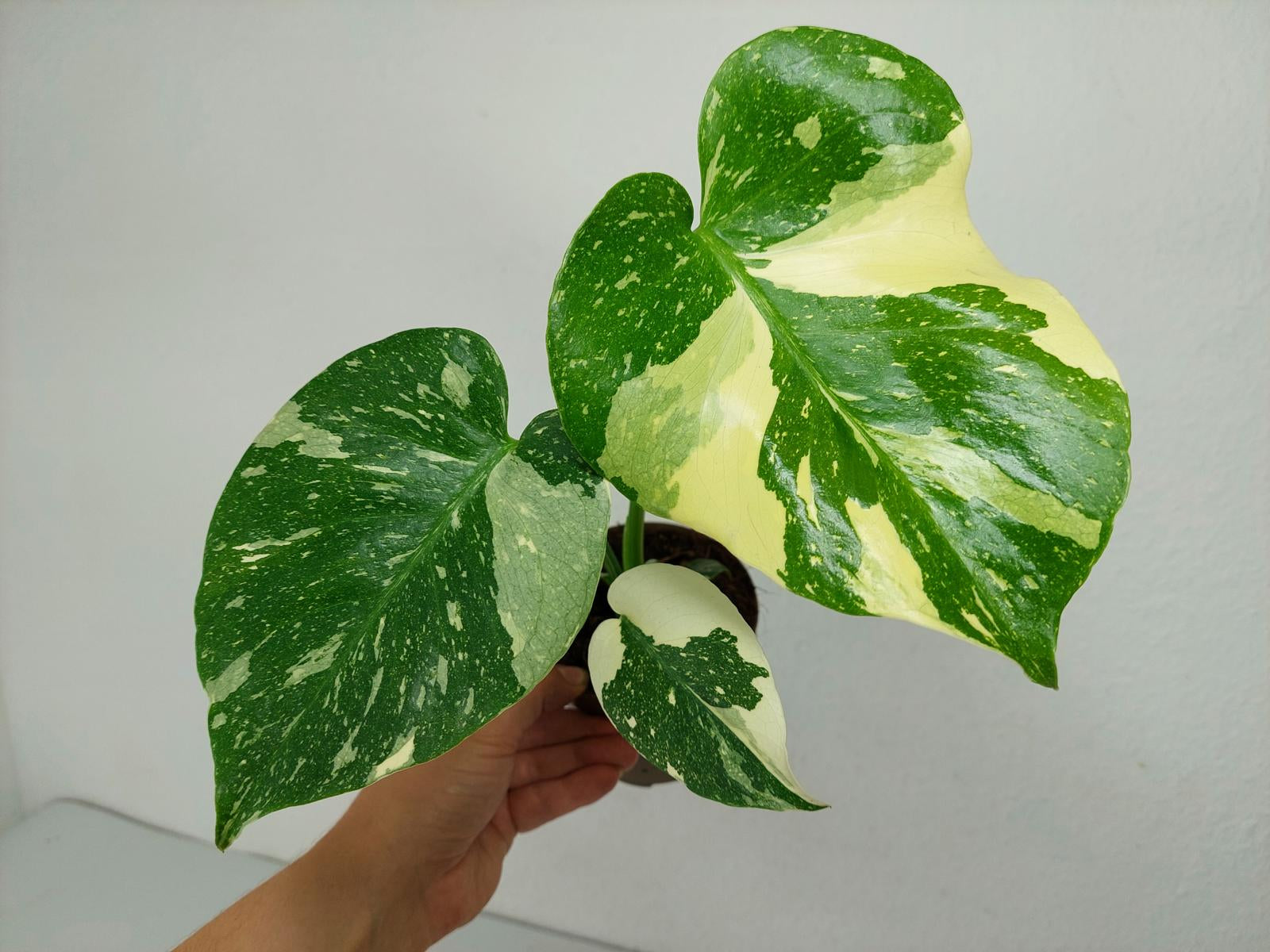 Monstera Thai Constellation