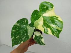 Monstera Thai Constellation