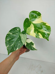 Monstera Thai Constellation
