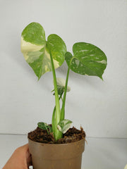 Monstera Thai Constellation