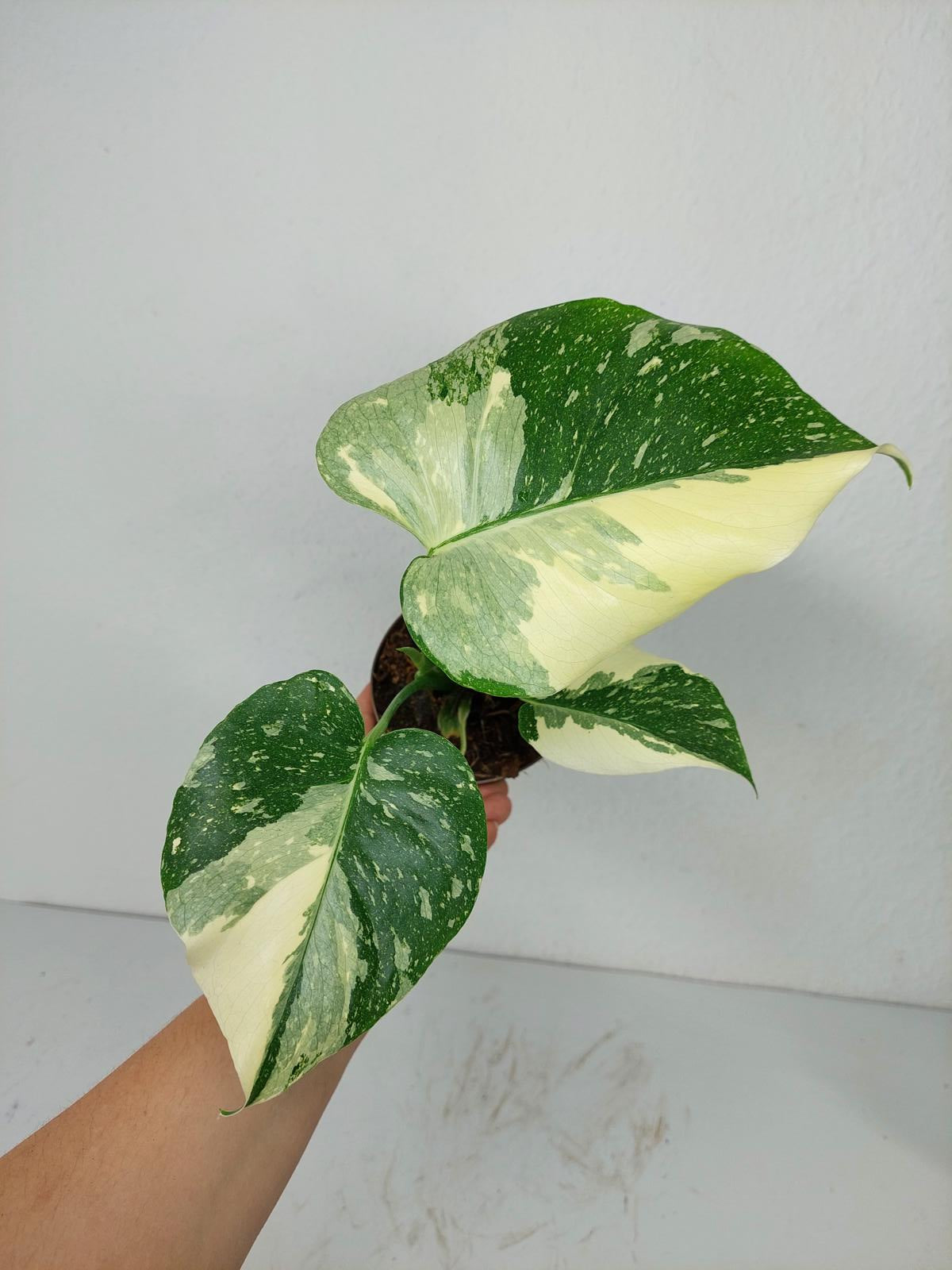 Monstera Thai Constellation