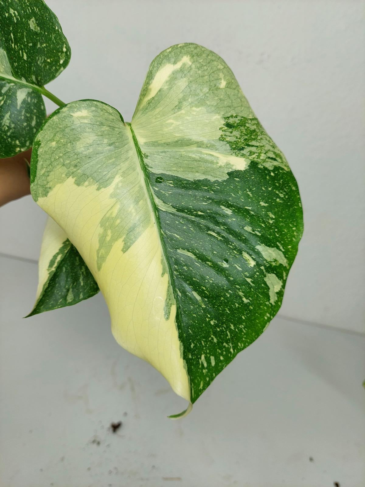 Monstera Thai Constellation